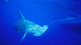 South Florida bay is baby shark nursery for hammerheads
