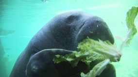 ZooTampa: Manatees are starving in Florida, but you shouldn’t feed them in the wild