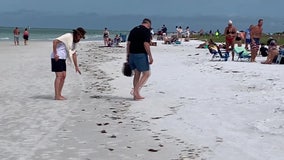 Dead fish along Siesta Key not stopping visitors from enjoying the beach
