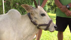 Experience friendly animals from all over the world at local farm and apiary