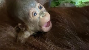 ZooTampa is having a major baby boom