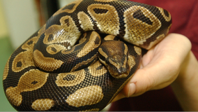 Man bitten by neighbor's escaped python in toilet