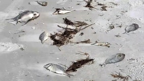 Tracking red tide: With algae blooms, not all Bay Area beaches are alike