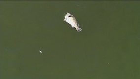 Tampa Bay ‘better than last week,’ but anglers worry as red tide battle continues