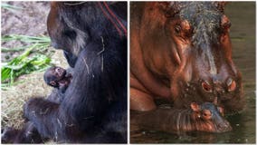 Disney's Animal Kingdom welcomes baby hippo and gorilla born a day apart