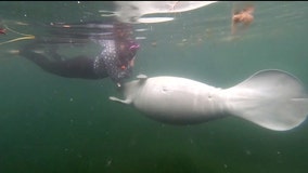 Swim with manatees in Crystal River