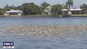 The sight and smell of dead fish around Tampa Bay is hard to miss