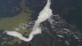 In one day, 9 tons of dead fish removed from St. Pete waters after red tide, Elsa