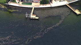 Red tide blooms could still return during winter months, researchers say