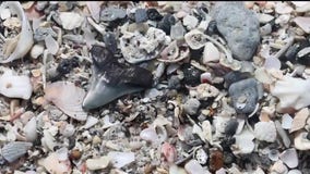 Venice is 'Shark Tooth Capital of the World'