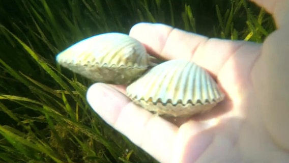10-day bay scallop season set to start in Pasco County