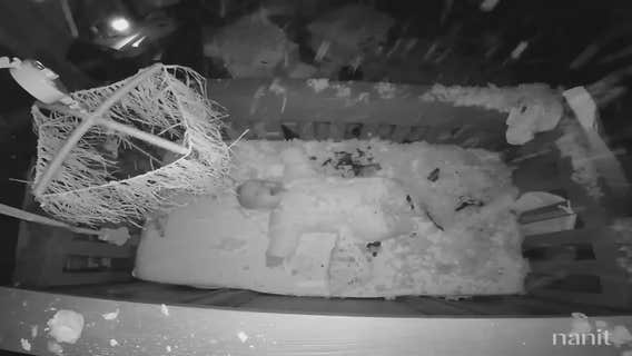 Baby monitor records tree crashing into 5-month-old's room: 'Terrifying'