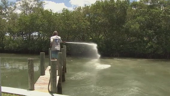 Breakthrough discovery: Mote researchers may have found method to kill red tide with clay
