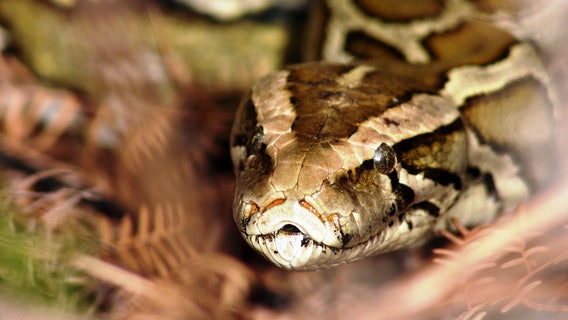 Florida Python Challenge kicks off again, with $10,000 on the line