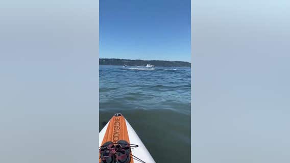 Paddleboarders have close encounter with orcas off Washington coast