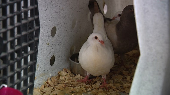 Officials: Dozens of pigeons blinding drivers on I-95 will be relocated to Universal for role in show