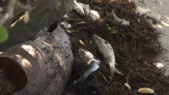 Hillsborough County releases red tide cleanup guidelines for residents