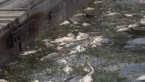 Health alert remains in place for coastal Pinellas County due to algae blooms