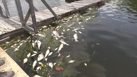 Dead fish cause stink in St. Pete neighborhood after Elsa passes through