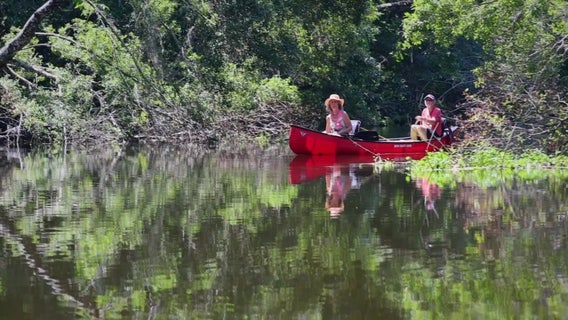 See alligators and other wildlife from the safety of your canoe on the Hillsborough River
