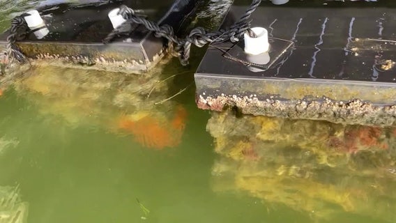 Artificial reefs filtering out red tide in Nokomis