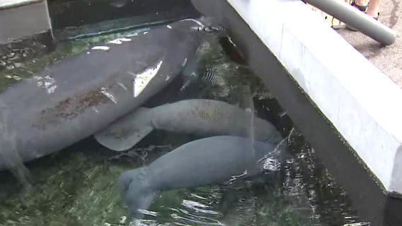 Summer at ZooTampa: Visit baby animals and keep cool with Frosty Fusions