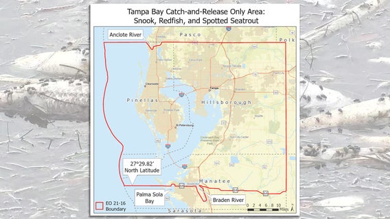 Catch-and-release restrictions begin in Tampa Bay for snook, redfish and spotted seatrout due to red tide