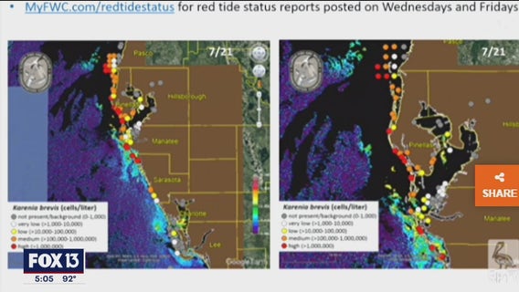 Red tide leaving Tampa Bay, intensifies on beaches