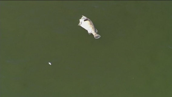 Tampa Bay ‘better than last week,’ but anglers worry as red tide battle continues