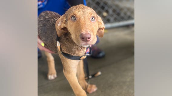 Puppies rescued from shelters affected by Elsa now in Orlando