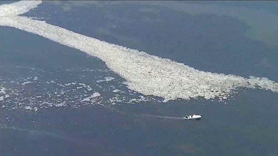 Mounds of dead fish close beaches, prompt around-the-clock cleanup in Pinellas, Hillsborough counties