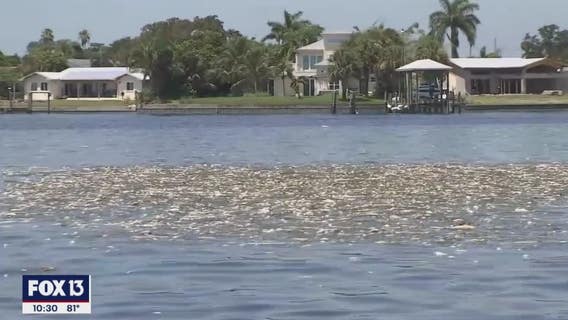 The sight and smell of dead fish around Tampa Bay is hard to miss