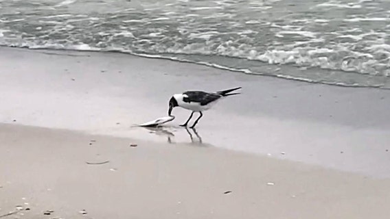 Birds suffer red tide toxicity after eating poisoned fish