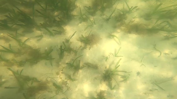 Seagrass suffers as red tide kills fish faster than crews can remove them