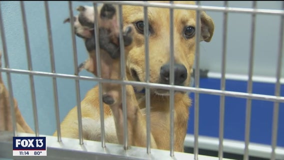 Animal shelters fill up during July 4th holiday weekend