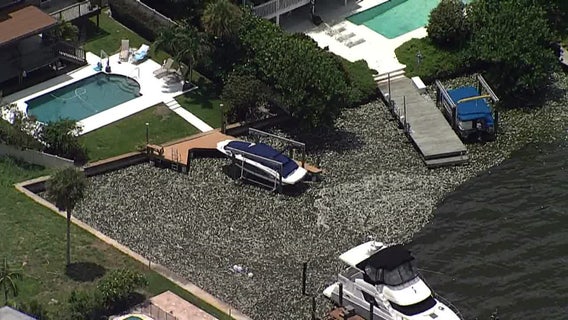 With 614 tons of dead fish collected so far, 7 collection sites open in St. Pete