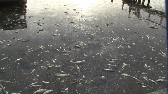 How Tampa Bay could become a 'dead zone' for marine plants and animals