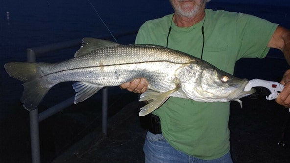 Red tide impacts prevalent inshore vs. offshore