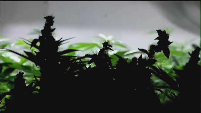 Push to legalize recreational marijuana gains traction in Florida