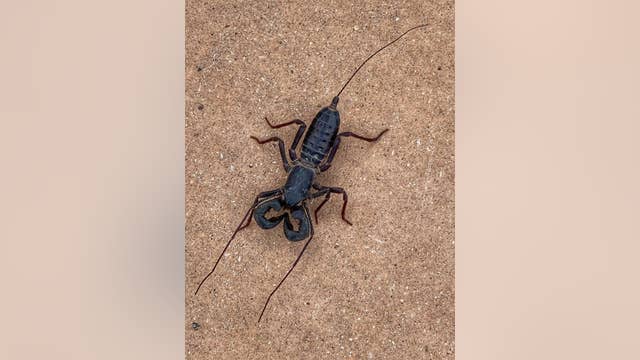 Acid-shooting 'spider-scorpion' found in Texas park creeps out social media