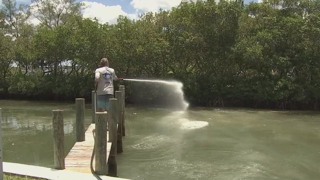 Breakthrough discovery: Mote researchers may have found method to kill red tide with clay