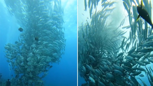 Captured on video: Hypnotizing 'tornado' of fish swirls off Japanese island