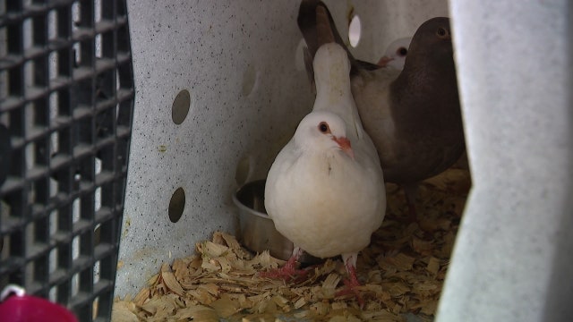 Officials: Dozens of pigeons blinding drivers on I-95 will be relocated to Universal for role in show
