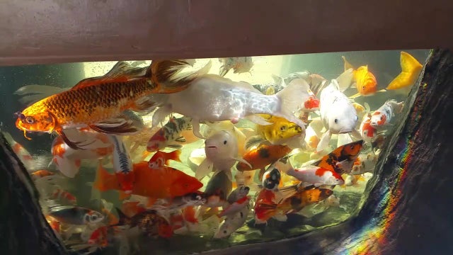 Bay Area man turns passion for fish into backyard oasis
