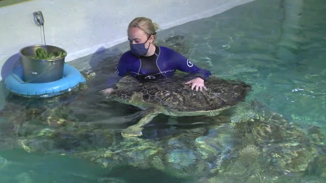 Clearwater Marine Aquarium gives injured, sick marine animals a new lease on life