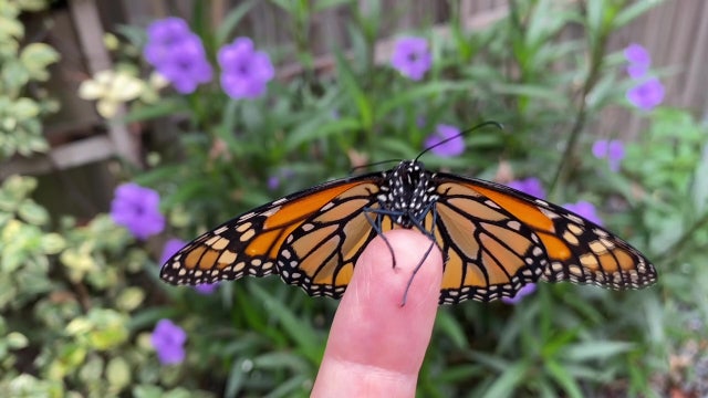 Bay Area woman hopes to create ‘butterfly effect’ as she pursues passion discovered during pandemic
