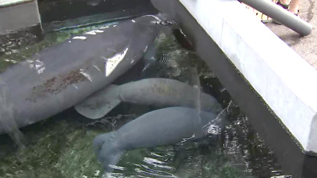 Summer at ZooTampa: Visit baby animals and keep cool with Frosty Fusions