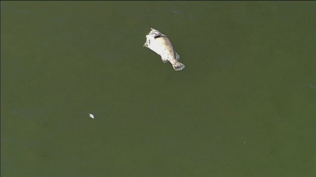 Tampa Bay ‘better than last week,’ but anglers worry as red tide battle continues