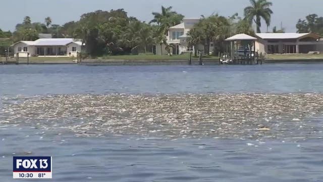 The sight and smell of dead fish around Tampa Bay is hard to miss
