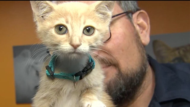 Kitten season: Avoid ‘kit-napping,’ don’t assume a litter of kittens is abandoned